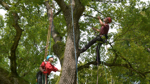 Tree Climber, Bild 8